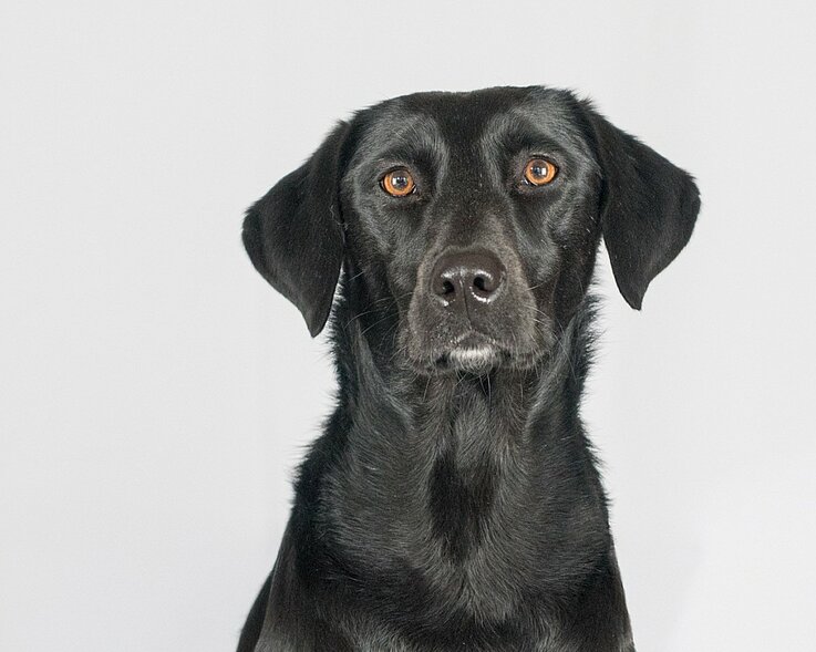 Mia, unser neuer Therapiehund